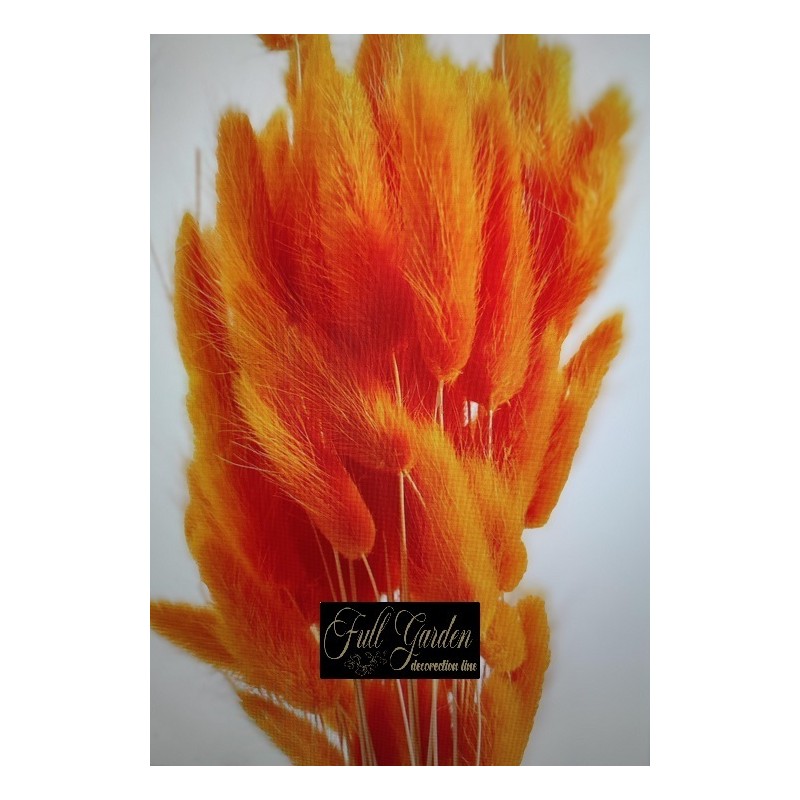 °°°LAGURUS GR.100 ARANCIO