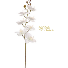 PHALAENOPSIS NATURAL TOUCH H.CM.87