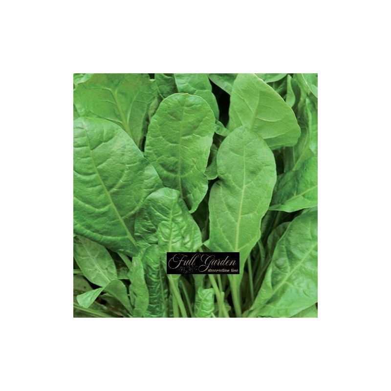 BIETOLA DA COSTE LISCIA VERDE DA TAGLIO GR10