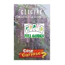 SEMI GLICINE WISTERIA SINENSIS GR 0,4