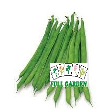 FAGIOLO NANO MANGIATUTTO SENSA FILO GR.50  (SEMI)