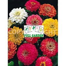 ZINNIA FIOR DI DALIA MIX GR 0,9 (SEMI)