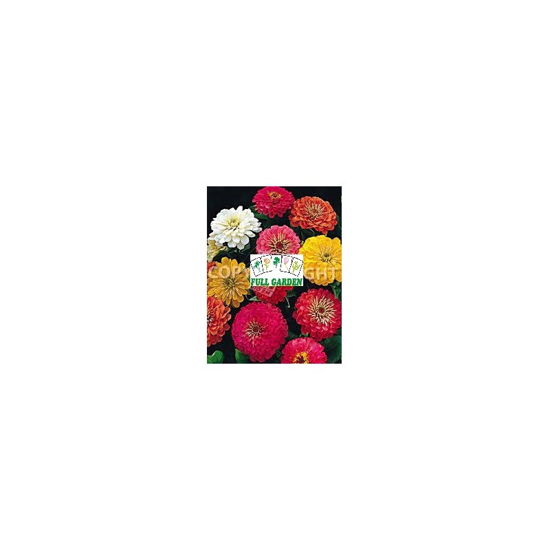 ZINNIA FIOR DI DALIA MIX GR 0,9 (SEMI)