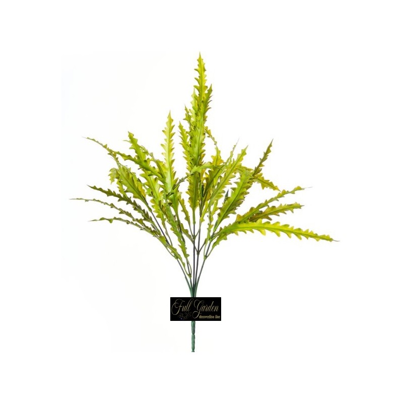 BUSH ASPLENIUM CM.40