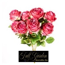 BUSH ROSA CABBAGE X 10 BEAUTY