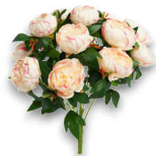 BUSH PEONIA X 15 TEA