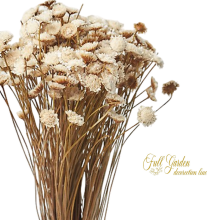 °°°MARGHERITA ESTRA X 50 GR. NATURALE