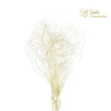 °°°GIPSOPHILA MINI X 40 BIANCO