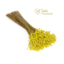°°°GIXIA X 50 GR GIALLO