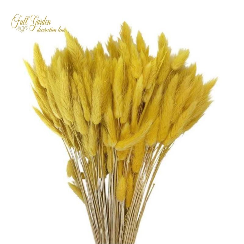 °°°LAGURUS GR.100 GIALLO