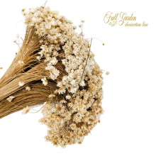 °°°GLIXIA X 50 GR  NATURALE