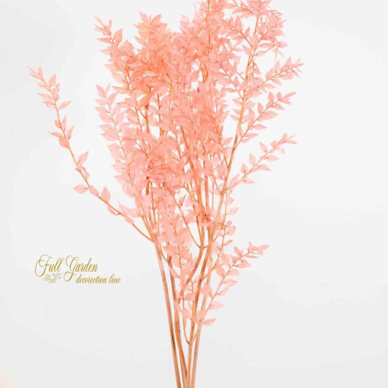 °°°RUSCUS X 200 GR CIPRIA