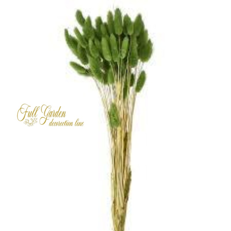 °°°LAGURUS GR.100 VERDE BOSCO