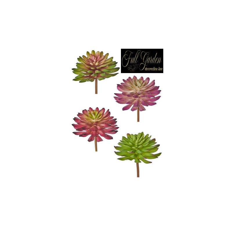 PIANTA GRASSA SUCCULENTA CM.13X16