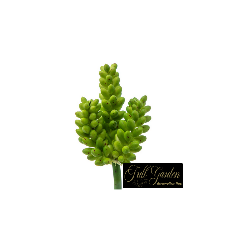 PIANTINA CRASSULA  CM.12