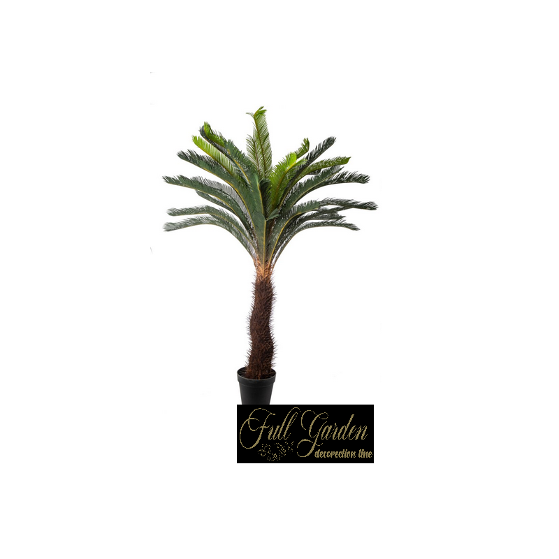 PIANTA CYCAS 40 FAGLIE CM.190