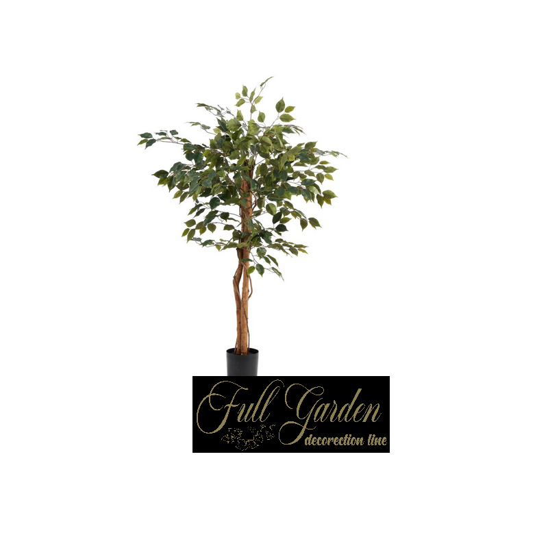 PIANTA FICUS GREEN120