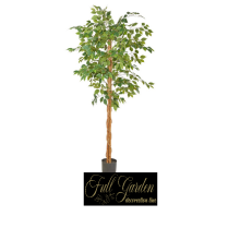 PIANTA FICUS GREEN CM 170