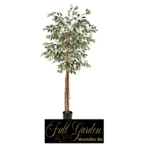 PIANTA FICUS VARIEGATO  CM 170