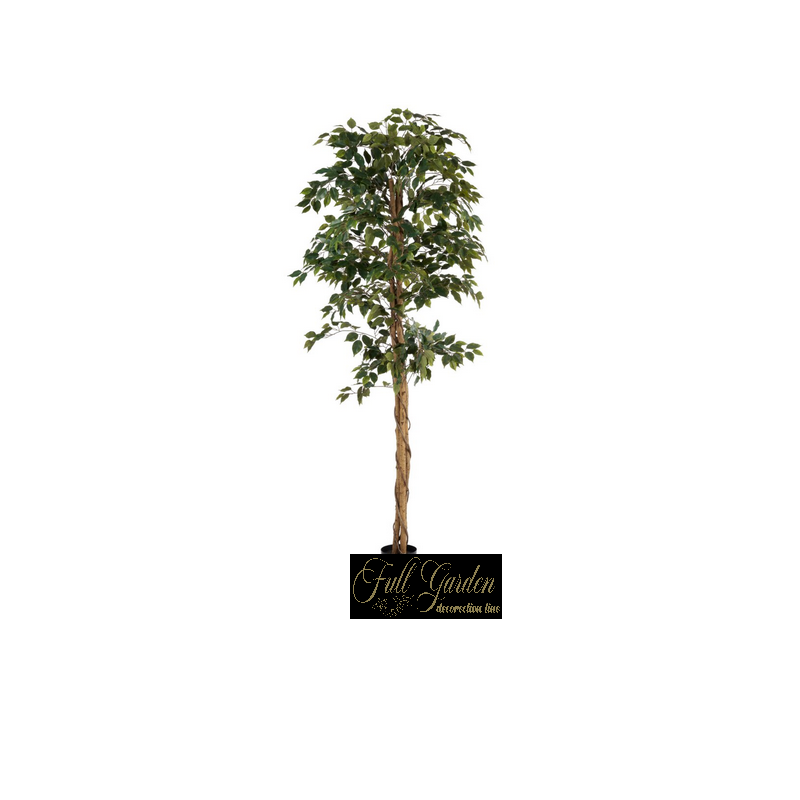 PIANTA FICUS GREEN CM 210