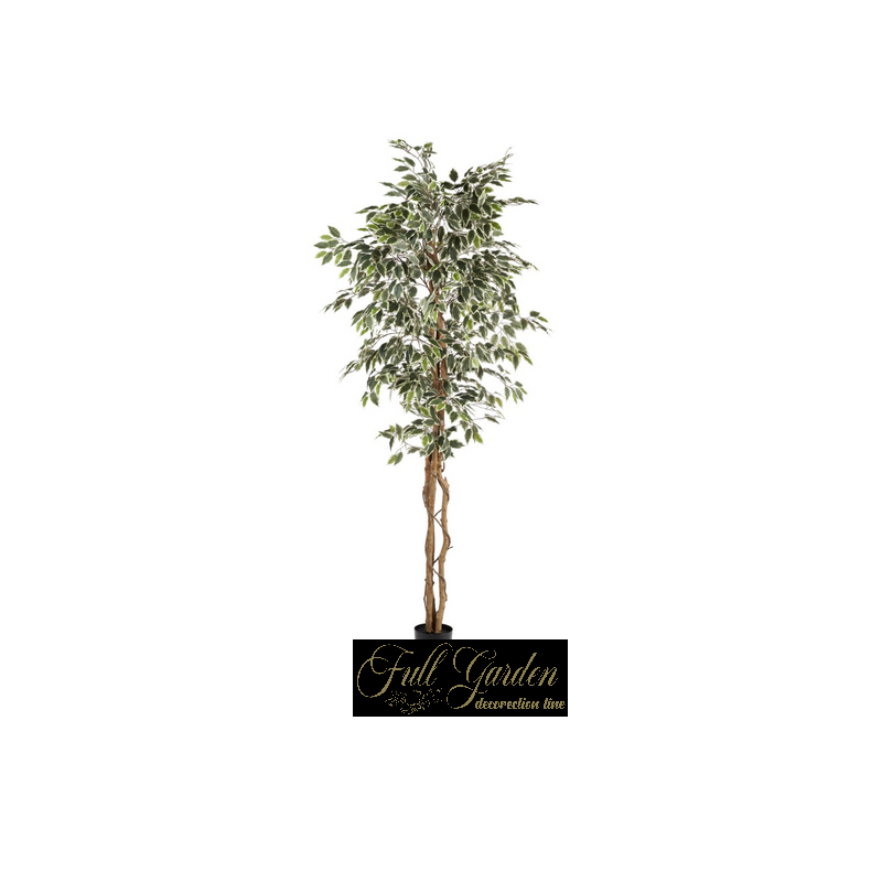 PIANTA FICUS VARIEGATO CM 210