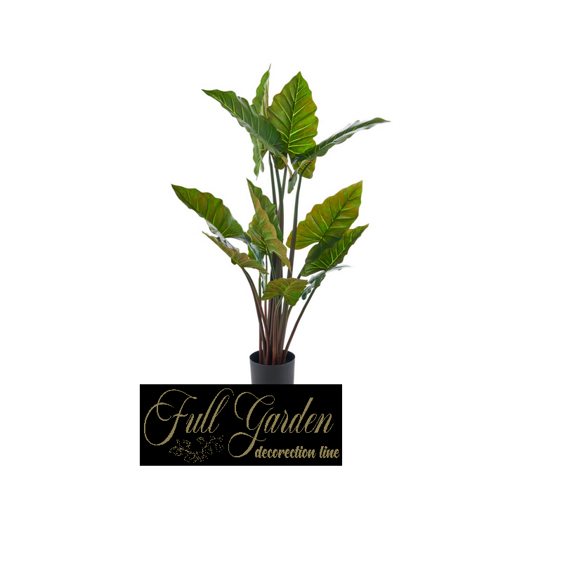 PIANTA ALOCASIACM 140