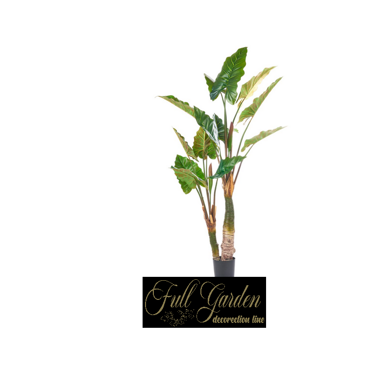 PIANTA ALOCASIACM 180