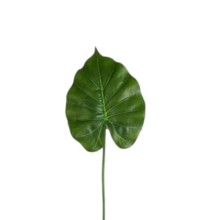 FOGLIA ANTHURIUM CM 60