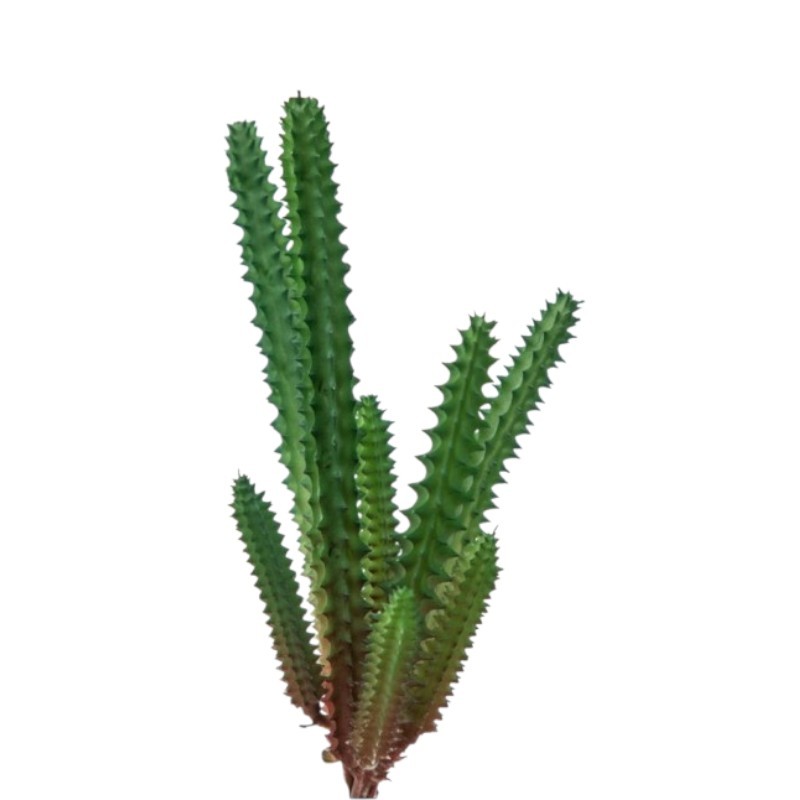 PIANTA ORBEA VARIEGATA