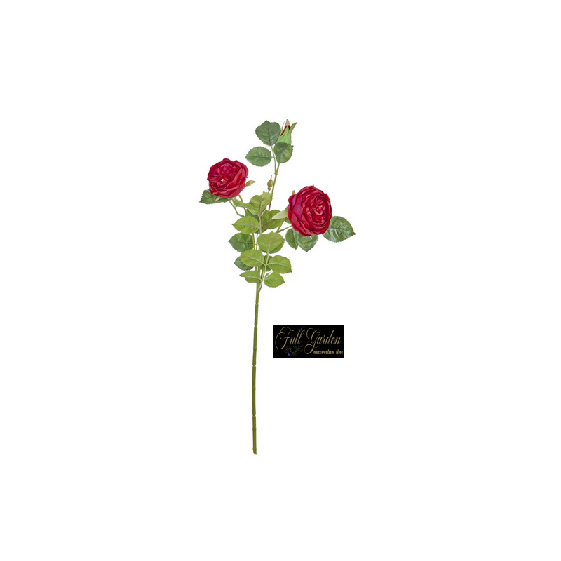 ROSA INNGLESE CM.60 BEAUTY