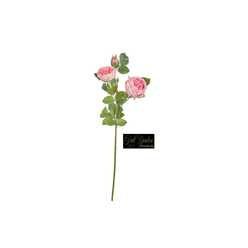 ROSA INNGLESE CM.60 LIGHT PINK