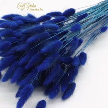 °°°LAGURUS GR.100  BLU