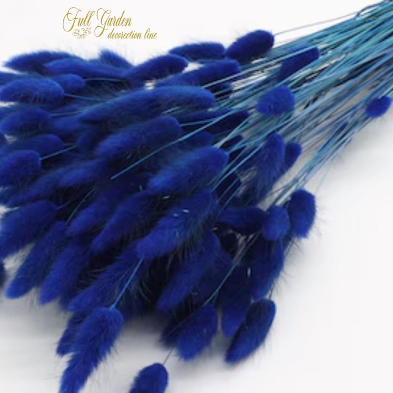 °°°LAGURUS GR.100  BLU