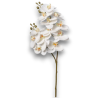 RAMO PHALENOPSIS X12 CM.74 WHITE