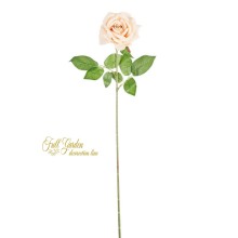 ROSA ELEONORE IVO CM.75