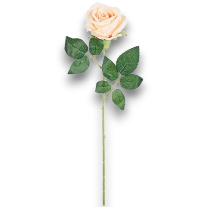 ROSA JULIET IVO CM.60