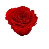 ROSE STABILIZZATE MONALISA  X3 ROSSO DM6CM