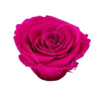 ROSE STABILIZZATE MONALISA  X3 FUCSIA DM6CM