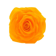 ROSE STABILIZZATE MONALISA  X3 GIALLO DM6CM