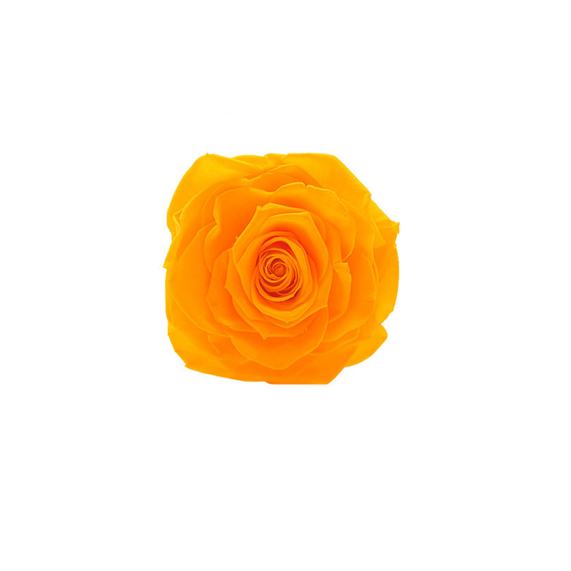 ROSE STABILIZZATE MONALISA  X3 GIALLO DM6CM