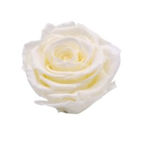 ROSE STABILIZZATE MONALISA  X3 AVORIO DM6CM