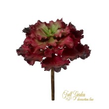 PIANTIA GRASSA CRASULACEA CM.17 BURGUNDY GREEN