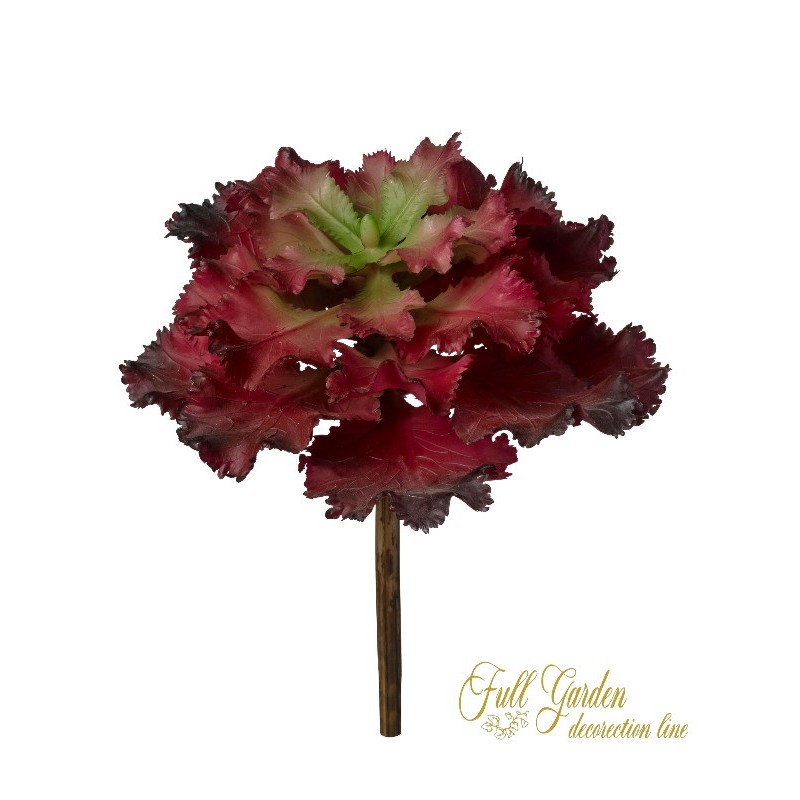 PIANTIA GRASSA CRASULACEA CM.17 BURGUNDY GREEN