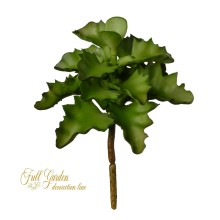 PIANTIA GRASSA CRASULACEA CM.15 GREEN