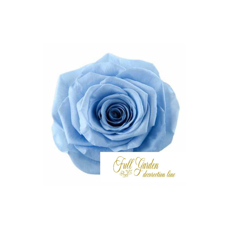 ROSE STABILIZZATE MONALISA  X3 BLU GLICINE DM6CM