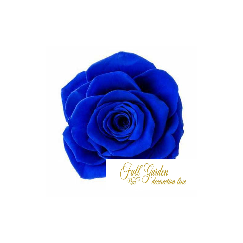 ROSE STABILIZZATE INES X6 BLU D.4CM