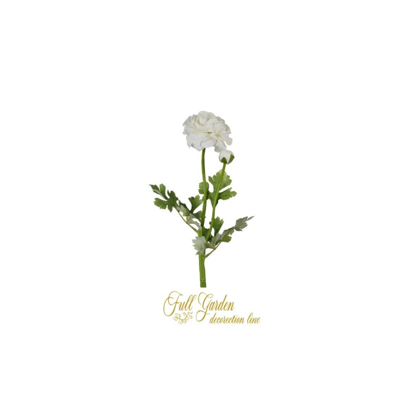 RANUNCOLO X 2 CM.67 CREAM