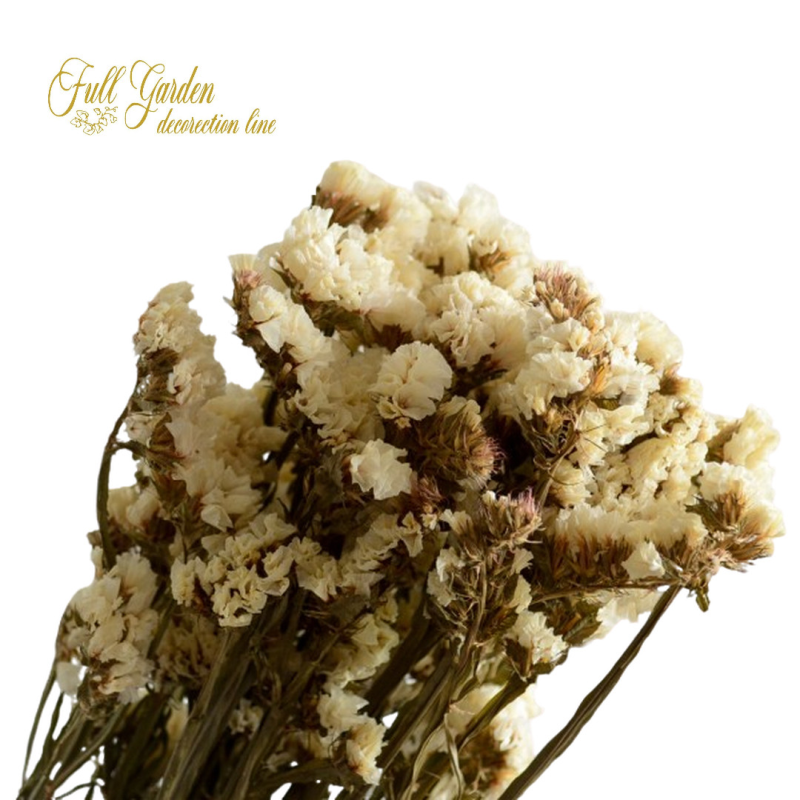 °°°STATICE SINUATA BIANCO