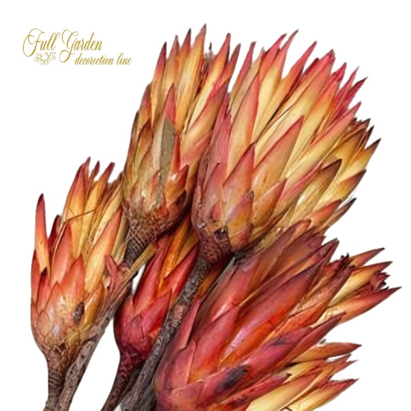 ***PROTEA REPENS X5 RED