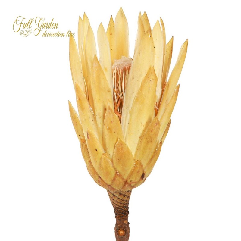 ***PROTEA REPENS X5 CREMA